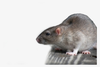 1920 X 1080 10 - Rat #7645867