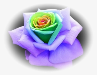 Hence, & You Shall Love Hashem Your Elohim - Unique Multi Colored Roses #7647091