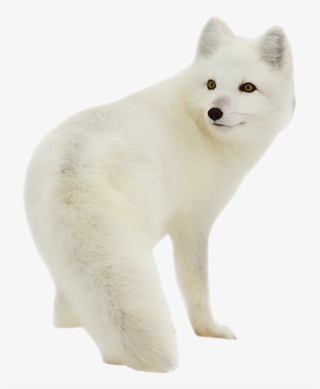 1-4 4 Yandex, Cgi, Arctic Fox, Etsy, Animals, - Arctic Fox Transparent Background #7647280