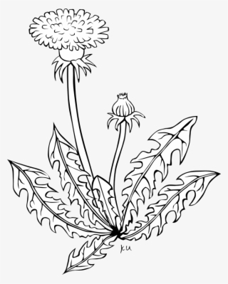 Free Vector Ku Taraxacum Officinale - Dandelion Clip Art #7647345