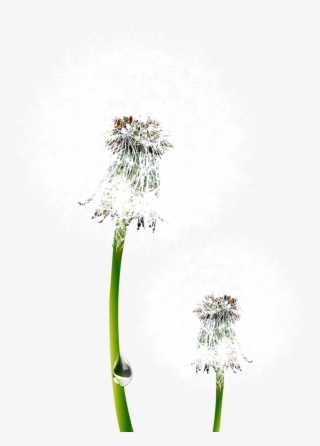 Common Dandelion Nagammal Mills P Ltd Euclidean - Blue Sky #7647428