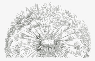 Drawn Dandelion Common Dandelion - Sketch Of Dandelion #7647552