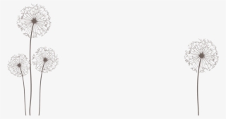 Png By Dragonart Festival Urlaub Pinterest - Dandelion #7647635