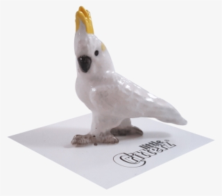 "captain" Sulphur-crested Cockatoo - Cockatiel #7647675