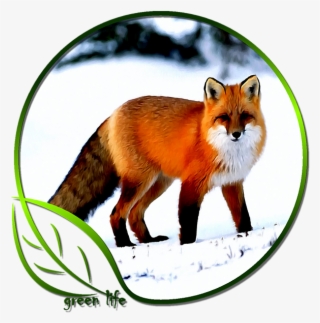 Click And Drag To Re-position The Image, If Desired - Red Fox Public Domain #7647802