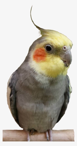 Birdcampny@birdcamp - Com - Cockatiel Transparent #7648002