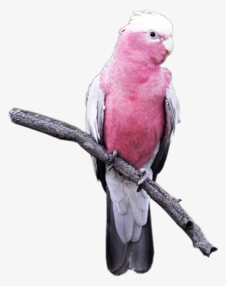 I Pappagalli Di Casa Anselmo - Cacatua Rosa Png #7648117