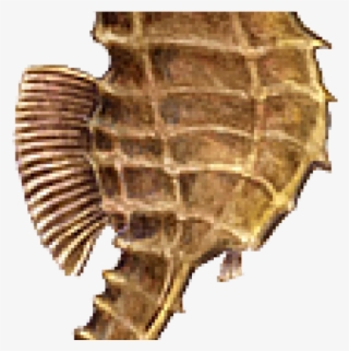 Seahorse Png Transparent Images - Seahorse Without Background #7648982