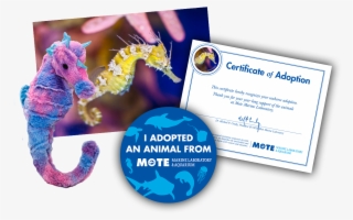 Items Included In Buddy Package - Cat Grabs Treat #7649690