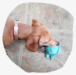 Helpful Not Helpful 0 Person Found This Helpful - Vizsla #7649959