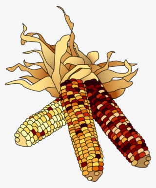 28 Collection Of November Clipart Transparent - Indian Corn Clipart #7653236