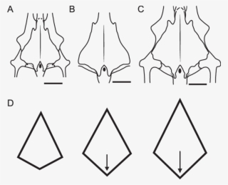 A, Restored Outline Of Frontals In M - Diagram #7654658
