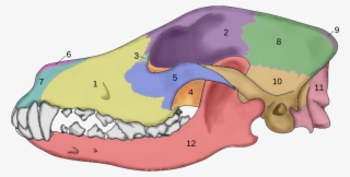 Open - Craneo Del Perro Y Sus Partes #7655453