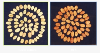 Ooty - Wood #7658300