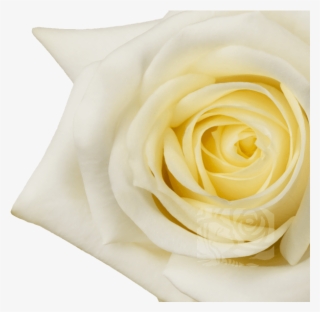 White Roses - Floribunda #7660011