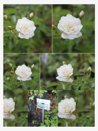 This Week Is All About Moonlight, A Hybrid Musk Introduced - Floribunda #7660067
