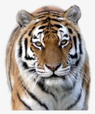 Tiger Png Image - Marwell Zoo #7660463