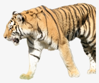 Tiger - Siberian Tiger #7660672