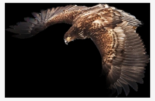 Png Images - Eagle - Hawk #7662334