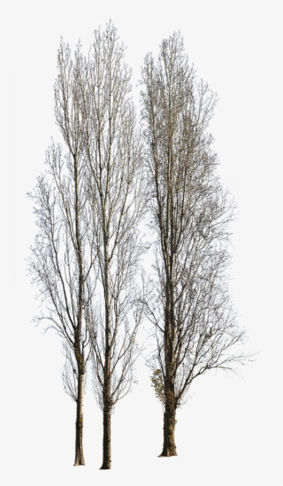 Populus Nigra Group Winter - Canoe Birch #7662384