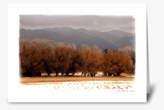 Winter Trees Greeting Card - Picture Frame #7662458