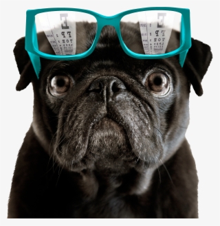 7 Things Eye Doctors Really Wish You Knew - Pug Lover #7666210