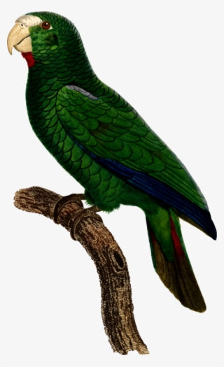 Parrot Bird Watercolor Painting - Parrot #7668265