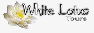 Click On The Lotus Above To Go To White Lotus Tours - Sacred Lotus #7668754