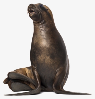 Sea Dog - California Sea Lion #7669610