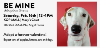 Providence Animal Center - Companion Dog #7669677