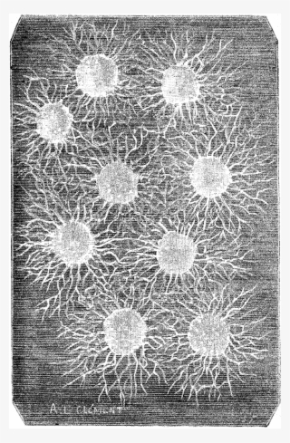 File - La Nature - 1879 - S1 - P212 Origines De La - Monochrome #7670163