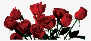 Drawn Wildflower Anime - Red Roses Aesthetic Png #7670164 Drawn Wildflower Anime - Red Roses Aesthetic Png #7670164