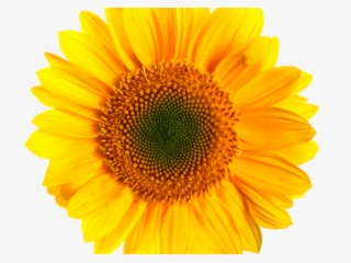 Sunflowers Clipart Transparent Background - One Sunflower #7670310