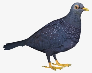 African Olive Pigeon - Stock Dove #7673072