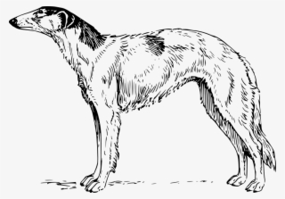 The Wolf - Borzoi Clipart #7676591