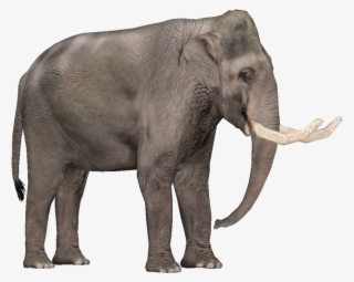 Tropical Dry Forest Animals #7677558