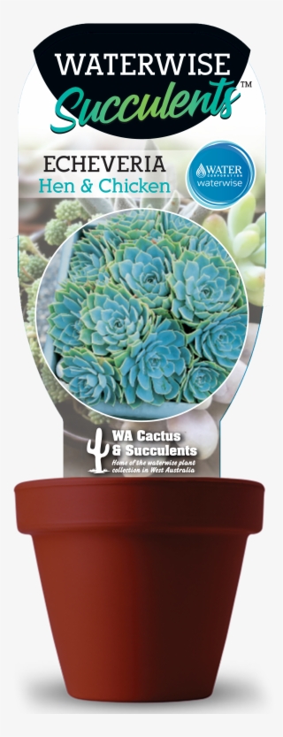 Hen - Cactus #7677586