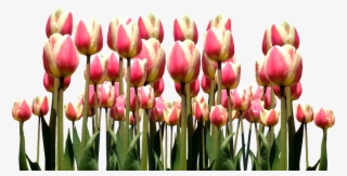 Spring, Tulips, Easter, Flowers, Nature, Cut Flowers - Tulip #7680543