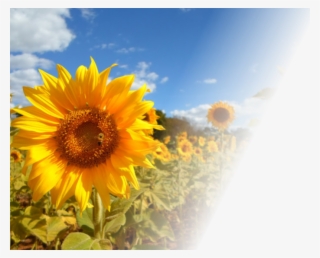 My Hero Academia Sunflower #7680845