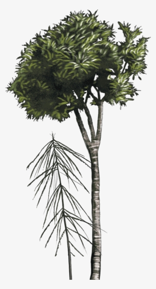 Lancewood - Nz Native Trees Png #7682352