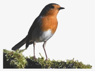 Robin, Forest, Small, Red, Cute - European Robin #7682848