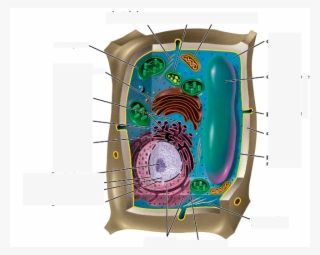 Location - Plant Cell #7683570