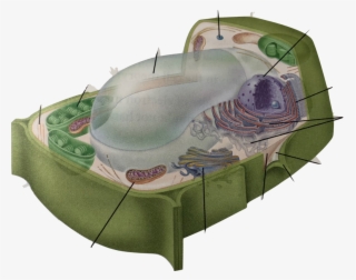 Location - Plant Cell #7683713