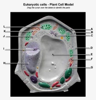 Plant Cell Model - Model In Microbiology #7683745