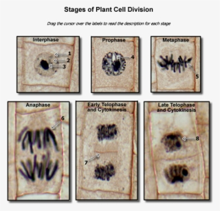 Plant Cell Division Stages - Cell Division In Plant #7683971