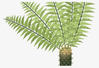 Ostrich Fern #7685095