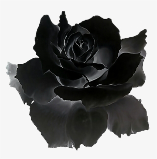 Black Roses Gif #7685265