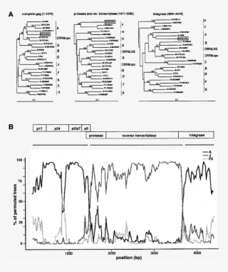 Subtype Analysis Of The Gag Pol Region Of The Novel - Diagram #7688246