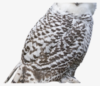 Great Grey Owl Clipart Clip Art - Snowy Owl Transparent Gif #7689681