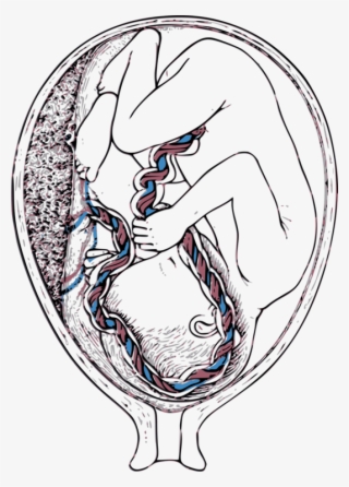 Umbilical Cord Blood Vein - Placenta Pencil Drawing #7692041